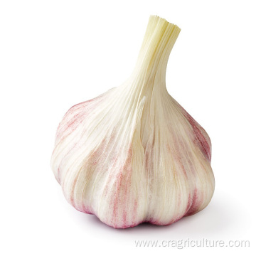 Fresh Red Garlic Bulb Provided